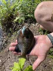 Lepomis macrochirus