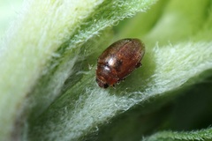 Rhyzobius chrysomeloides