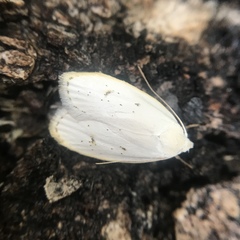 Durrantia piperatella