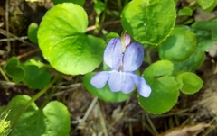 Viola howellii