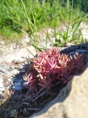 Sedum pallidum