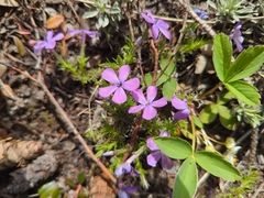 Phlox caespitosa