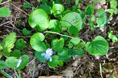Viola howellii