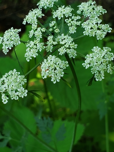 Conioselinum chinense iNat (3)
