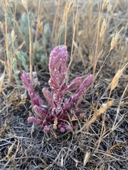 Chloropyron tecopense