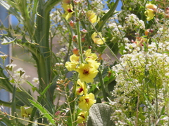 Verbascum damascenum