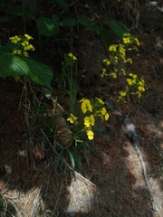 Erysimum sylvestre