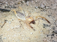 Eremobatinae