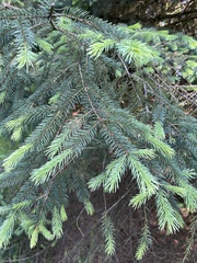 Picea
