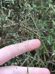 Tricholaena monachne