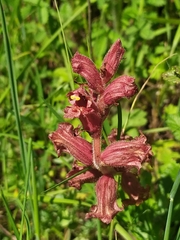 Orobanche alba xanthostigma