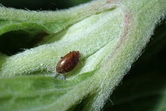 Rhyzobius chrysomeloides