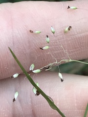 Tricholaena monachne