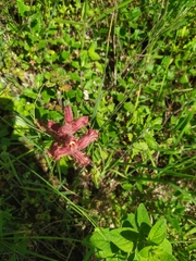 Orobanche alba xanthostigma