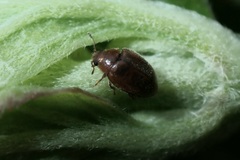 Rhyzobius chrysomeloides