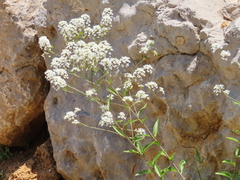Peltaria angustifolia