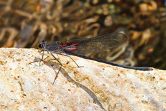 Hetaerina vulnerata