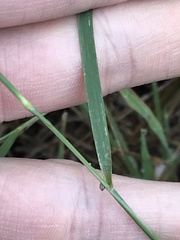 Tricholaena monachne