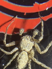 Hamataliwa grisea