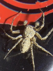 Hamataliwa grisea