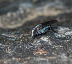 Tachytrechus flabellifer