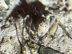 Hamataliwa grisea