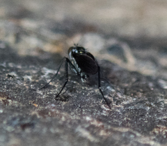Tachytrechus flabellifer