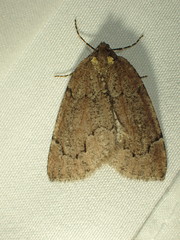 Spodolepis substriataria