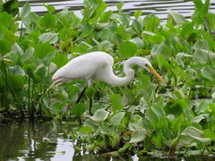 Ardea alba