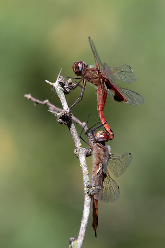 Red Saddlebags