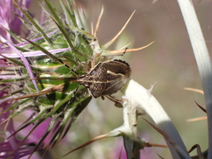 Eudolycoris alluaudi
