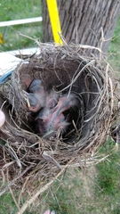 Turdus migratorius