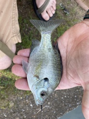 Lepomis macrochirus