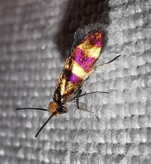 Micropterix aglaella