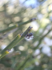 Araneus annulipes