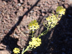 Descurainia bourgaeana image