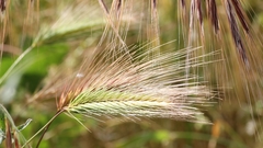 Hordeum murinum