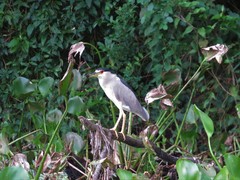 Nycticorax nycticorax