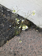 Arabidopsis suecica