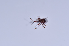 Paratrachelophorus nodicornis