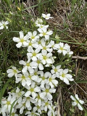 Arenaria grandiflora