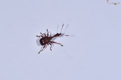 Paratrachelophorus nodicornis