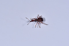 Paratrachelophorus nodicornis