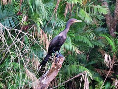 Nannopterum brasilianum