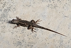 Sceloporus occidentalis
