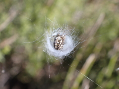 Araneus annulipes