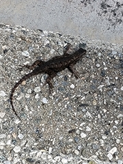 Sceloporus occidentalis