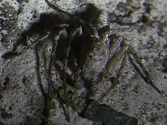 Hamataliwa grisea
