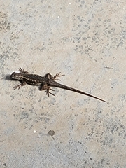 Sceloporus occidentalis