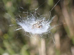 Araneus annulipes